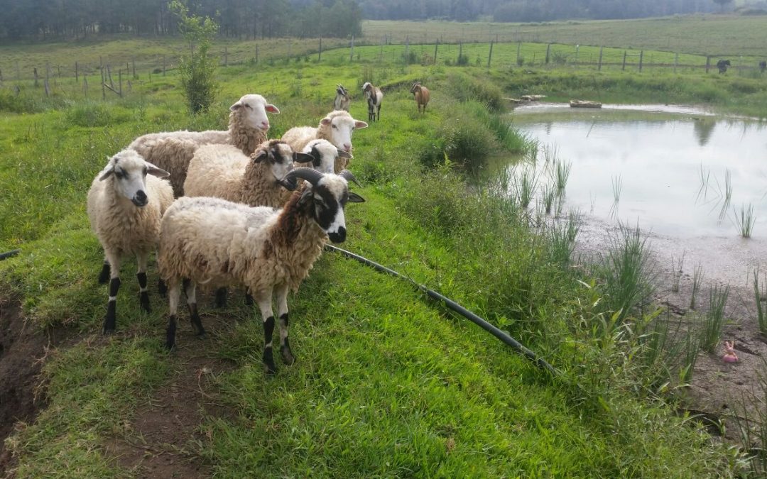 Nieuwe dieren op de farm