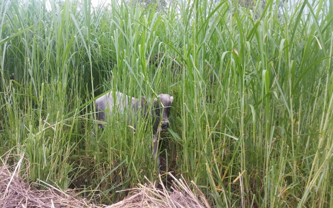 Rondleiding Bijbelvertalers op de farm